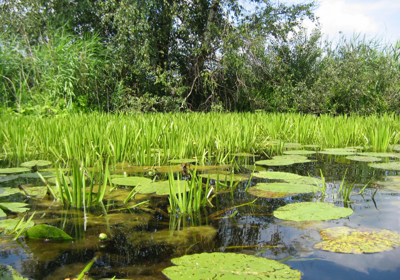 waterplanten