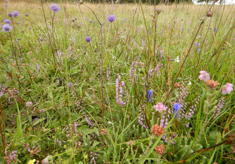 Heischraal Eexterveld