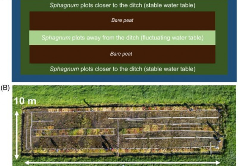 Sphagnum paludiculture