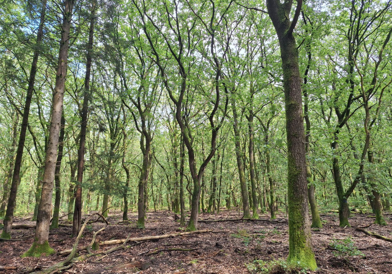Oud eikenbos