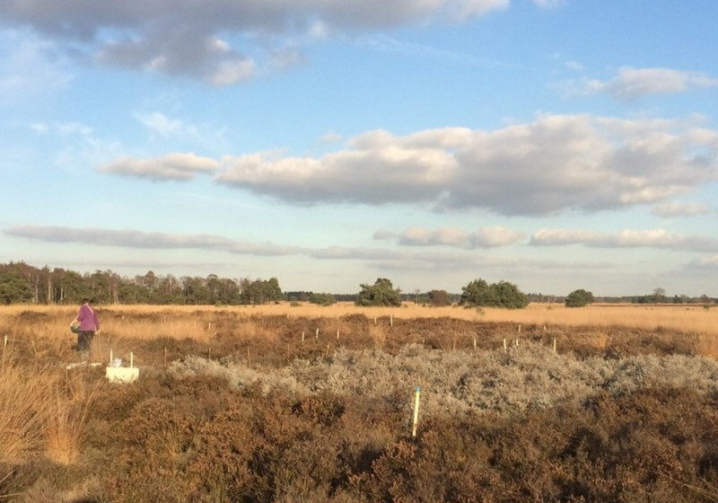 Steenmeel heide
