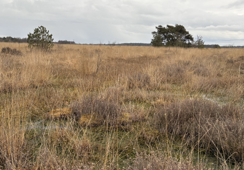 Wierdense Veld