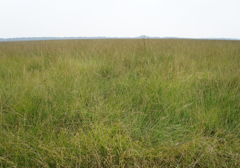 Molinia NPHV