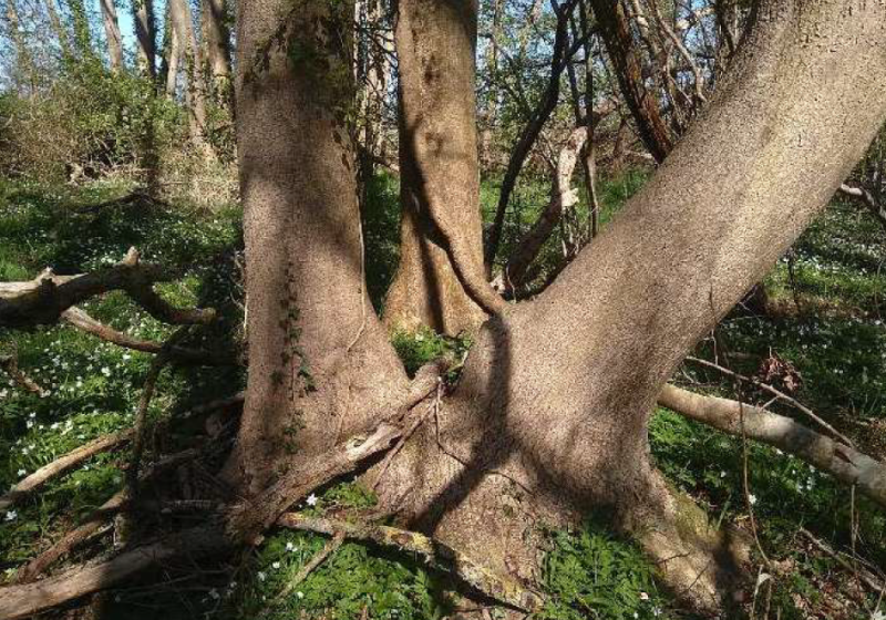 Bosanemoon Leutingerwolde