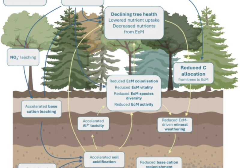Nitrogen forest mycorrhiza