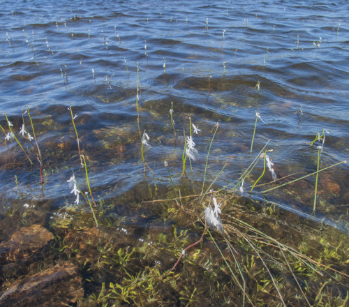 Waterlobelia Ierland