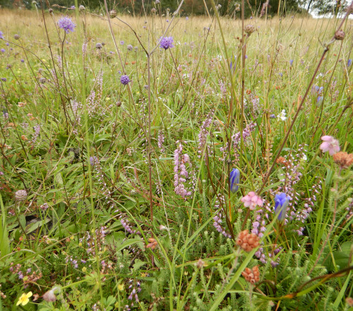 Heischraal Eexterveld