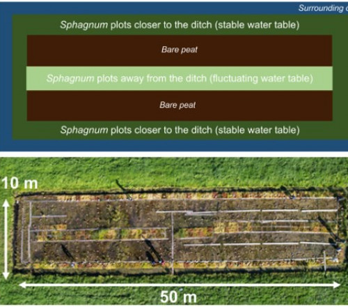 Sphagnum paludiculture