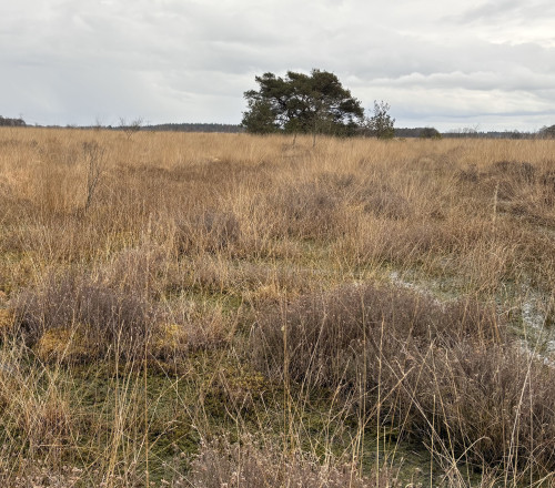Wierdense Veld