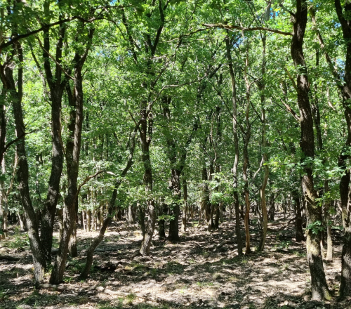 Oud eikenbos