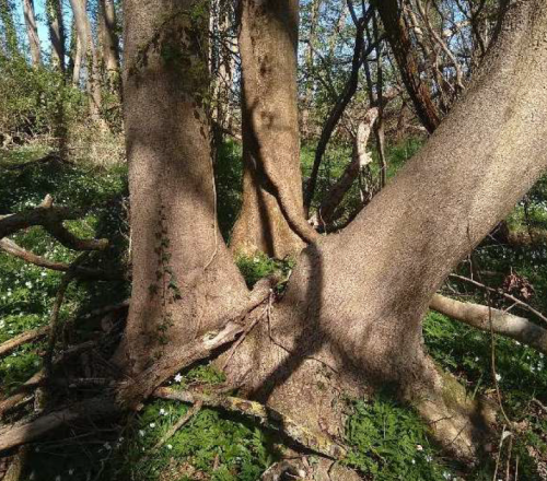 Bosanemoon Leutingerwolde