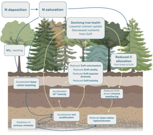 Nitrogen forest mycorrhiza