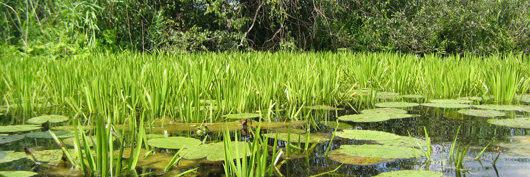 waterplanten