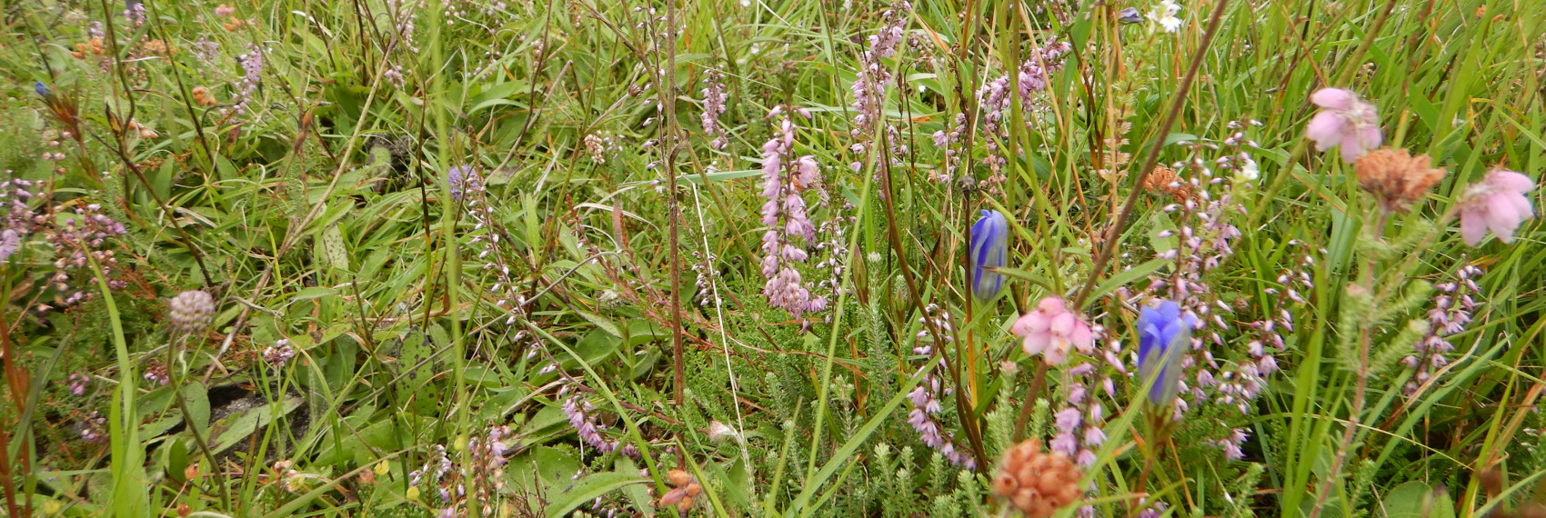 Heischraal Eexterveld