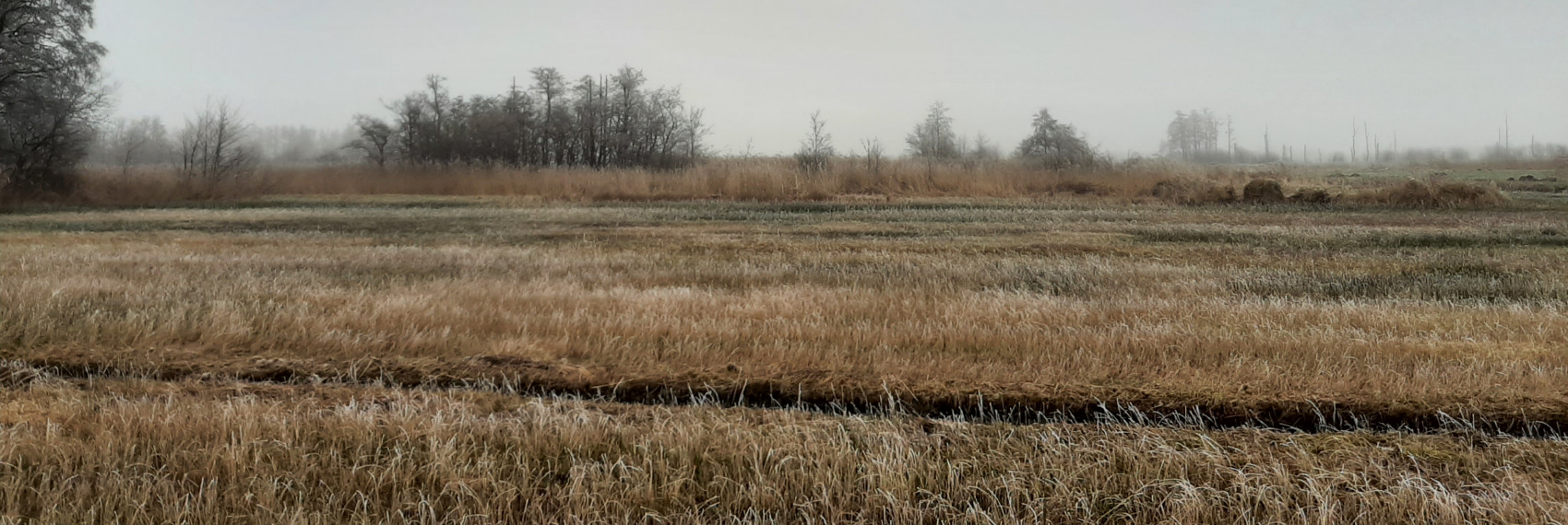Wieden