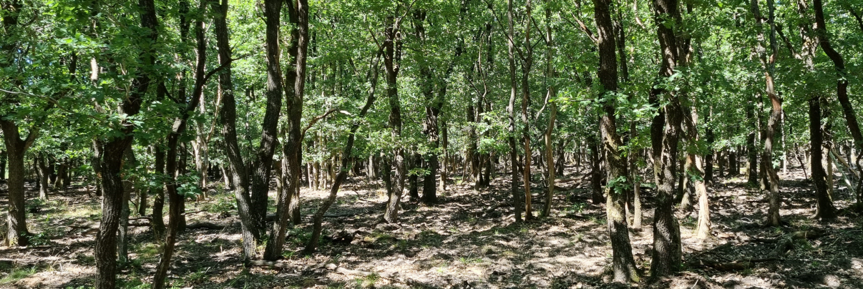 Oud eikenbos